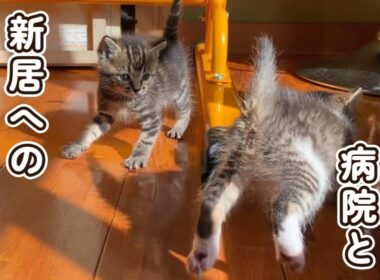 子猫の病院と新居へのお引越し