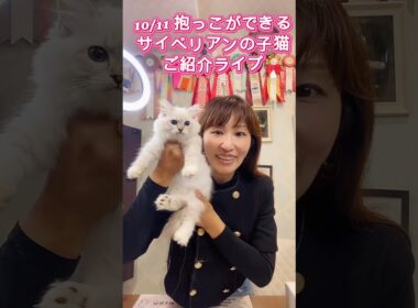 10/11 (土)12:15〜抱っこができるサイベリアンの子猫ご紹介ライブ😻可愛い#ねこ 達が沢山登場します。#子猫 は#サイベリアン 専門#ペットショップ のロイヤルキャッツでお迎え下さい💖