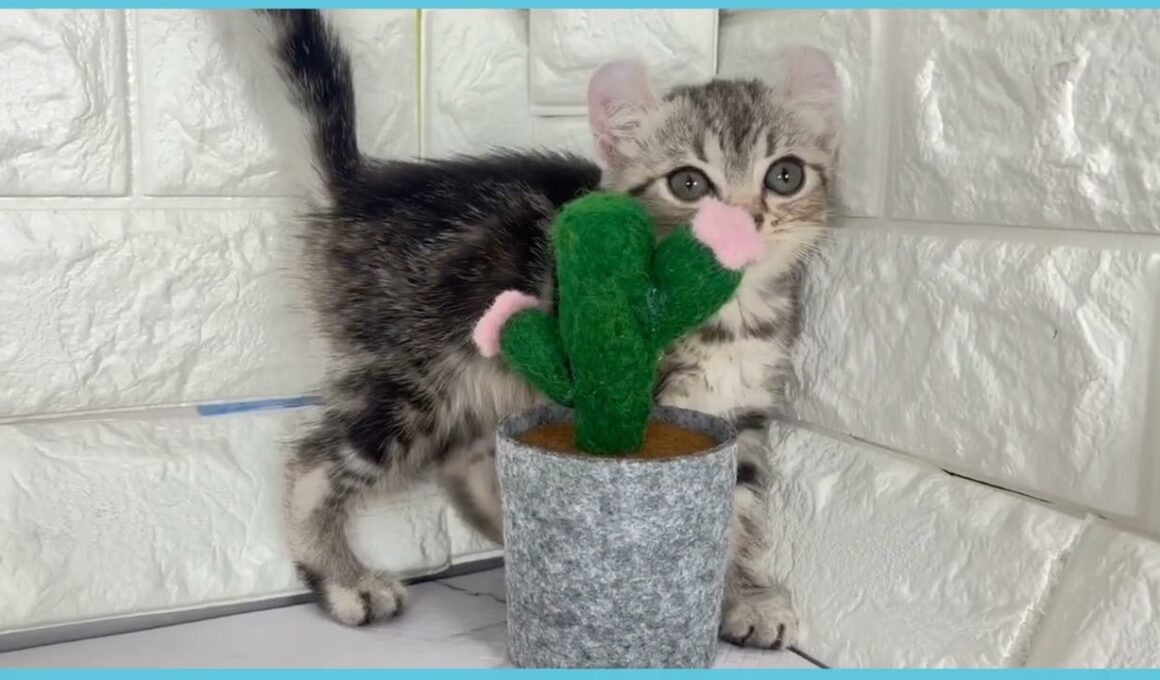 Coo&RIKU　No.00732714 アメリカンカール