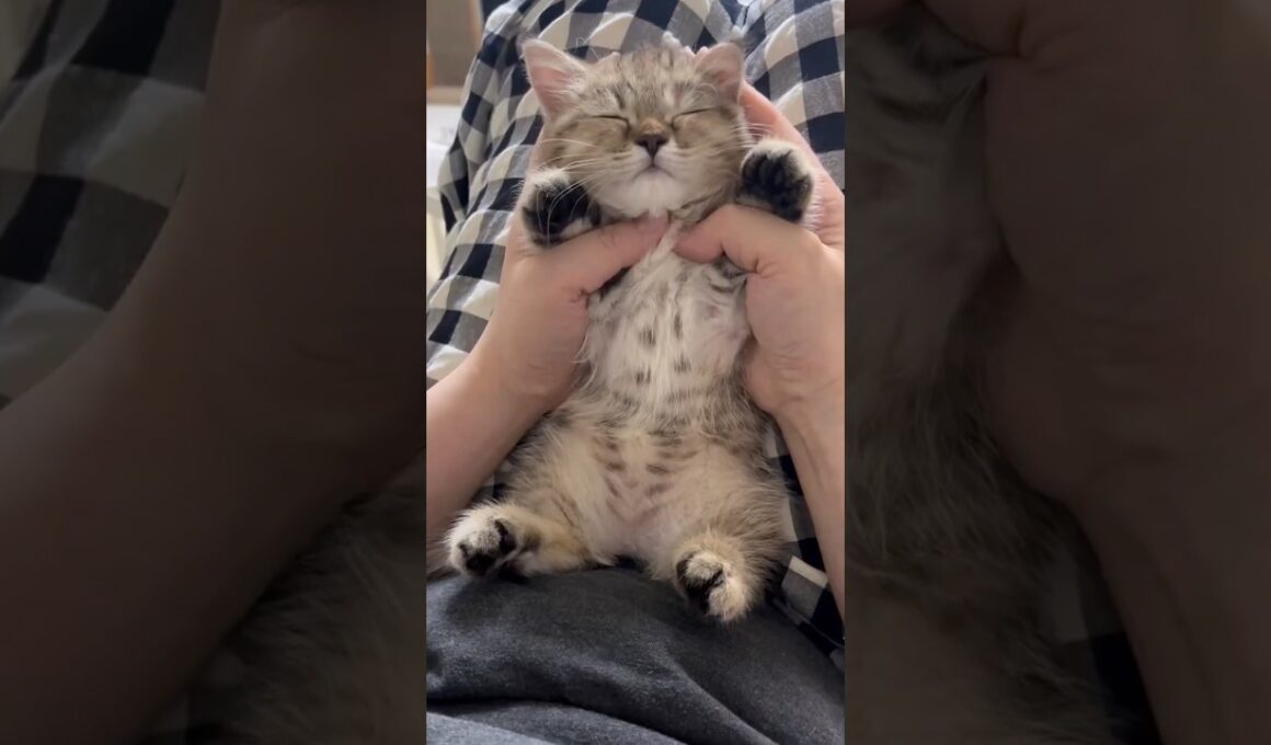 可愛い猫がたぁくさん🥰 #猫 #cat #cats #cute