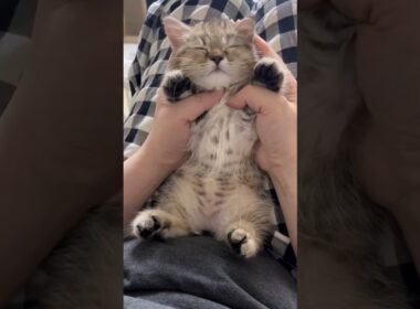 可愛い猫がたぁくさん🥰 #猫 #cat #cats #cute