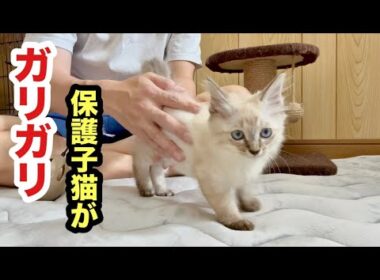 ガリガリ衰弱してた子猫の体調が回復してきました