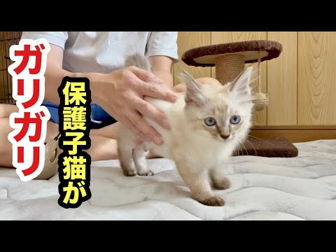 ガリガリ衰弱してた子猫の体調が回復してきました