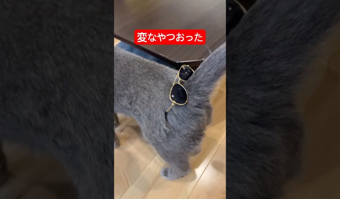 家に変なやつおった#猫 #ロシアンブルー #cat #ロシアンブルー