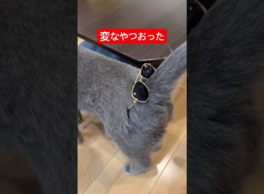 家に変なやつおった#猫 #ロシアンブルー #cat #ロシアンブルー