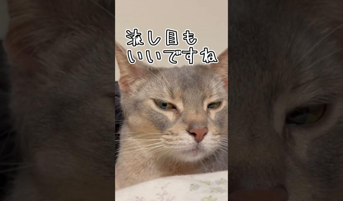 アビシニアンとは その58 正面のお顔も可愛いが後頭部も可愛い猫 #shorts #猫 #アビシニアン
