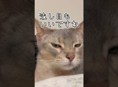 アビシニアンとは その58 正面のお顔も可愛いが後頭部も可愛い猫 #shorts #猫 #アビシニアン