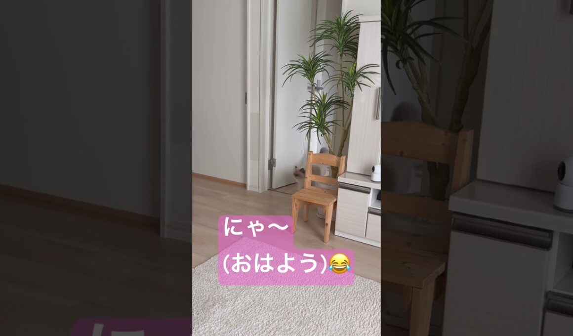 おはようが言えるヒマラヤンのマーベル🐈🐾 #cat #元気になる動画 #猫好きさんと繋がりたい #元気お届け #猫のいる暮らし #shorts #ねこ