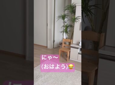 おはようが言えるヒマラヤンのマーベル🐈🐾 #cat #元気になる動画 #猫好きさんと繋がりたい #元気お届け #猫のいる暮らし #shorts #ねこ