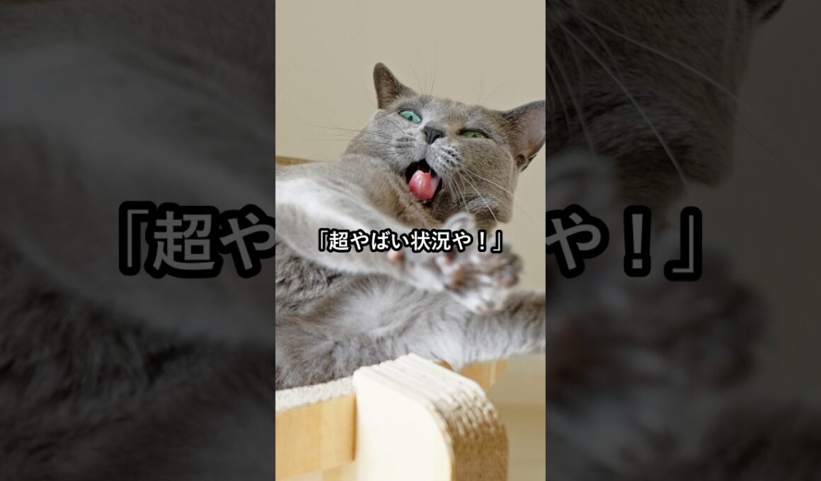 ロシアンブルーの正体がヤバすぎた