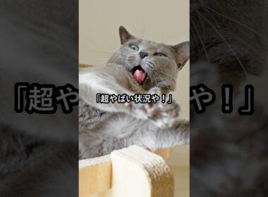 ロシアンブルーの正体がヤバすぎた