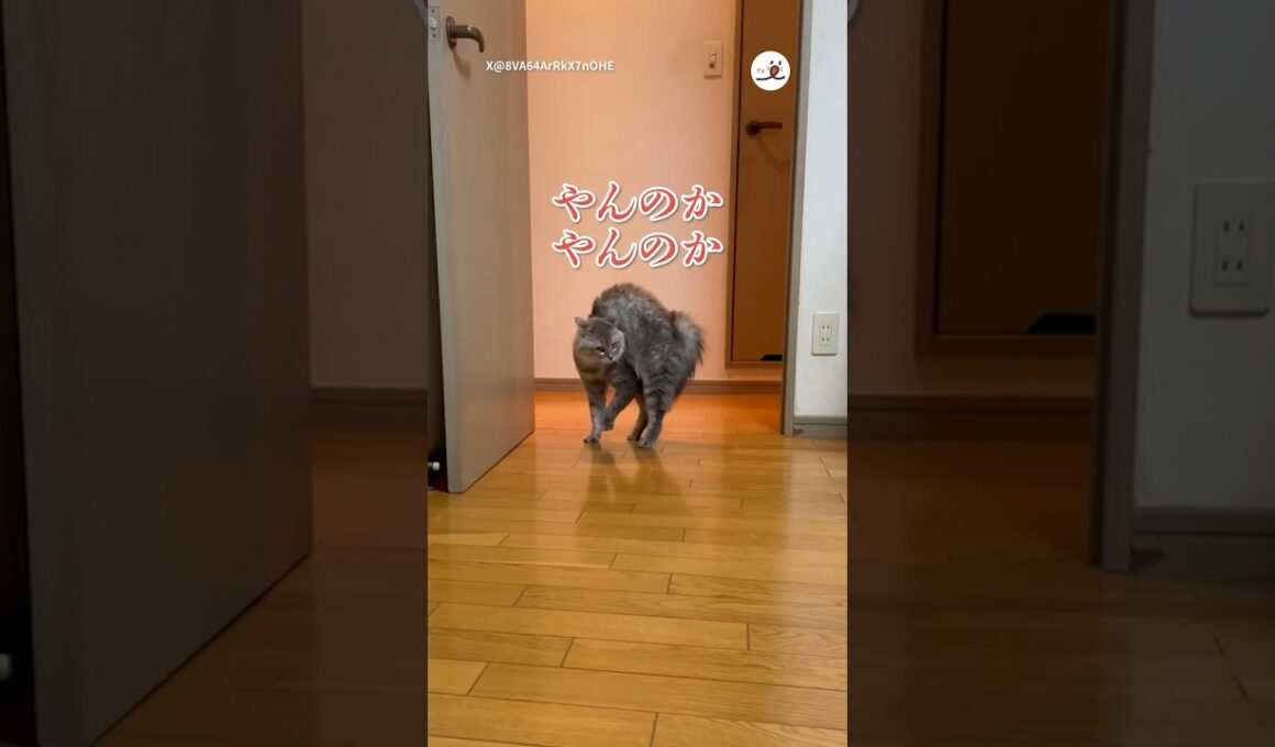 極めたやんのかステップ｜PECO #猫 #愛猫家 #猫のいる暮らし #やんのかステップ #cat #catlover #catlife #catdance