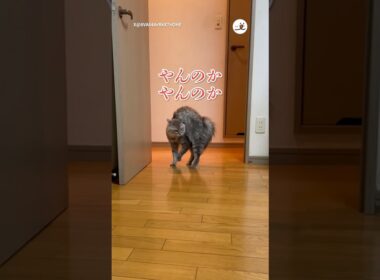 極めたやんのかステップ｜PECO #猫 #愛猫家 #猫のいる暮らし #やんのかステップ #cat #catlover #catlife #catdance