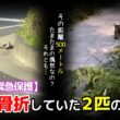 【神戸保護猫】複雑骨折していた2匹の子猫を緊急保護　500メートルの距離が示す真実とは…