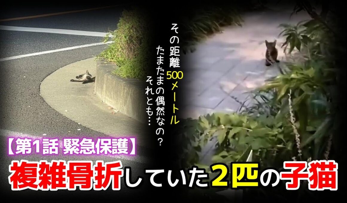 【神戸保護猫】複雑骨折していた2匹の子猫を緊急保護　500メートルの距離が示す真実とは…