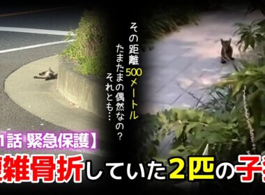 【神戸保護猫】複雑骨折していた2匹の子猫を緊急保護　500メートルの距離が示す真実とは…