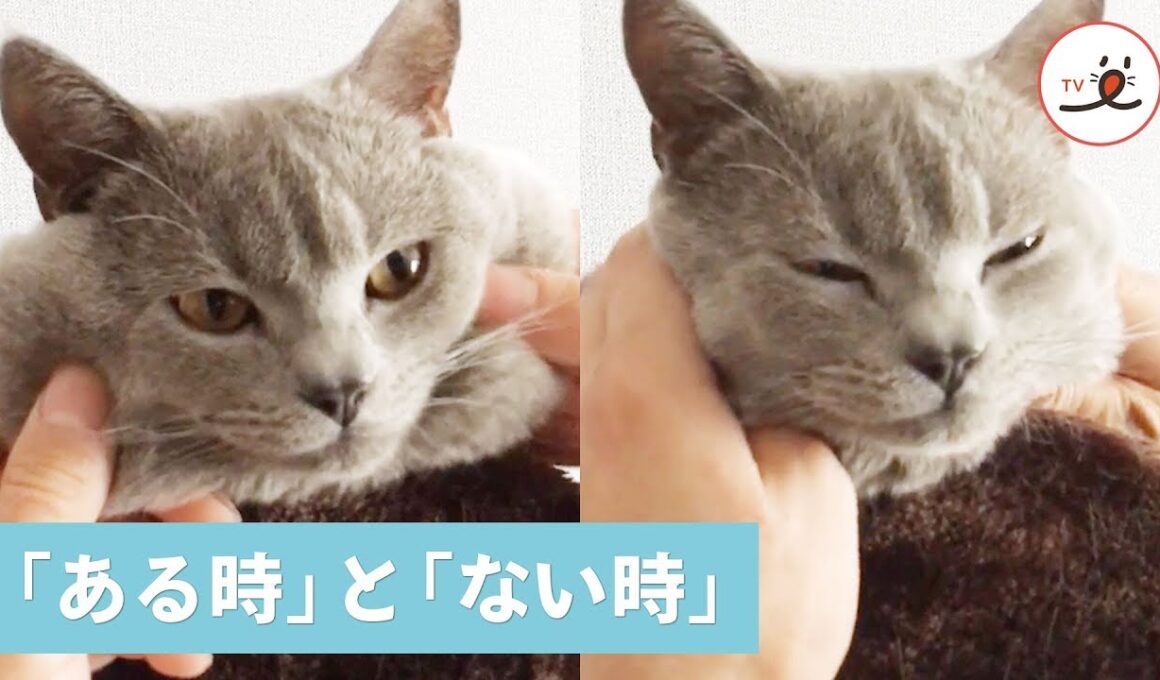 ブリティッシュショートヘアさんの「ほっぺ」の可愛い変化…💕【PECO TV】