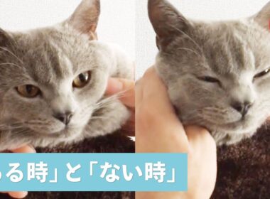 ブリティッシュショートヘアさんの「ほっぺ」の可愛い変化…💕【PECO TV】