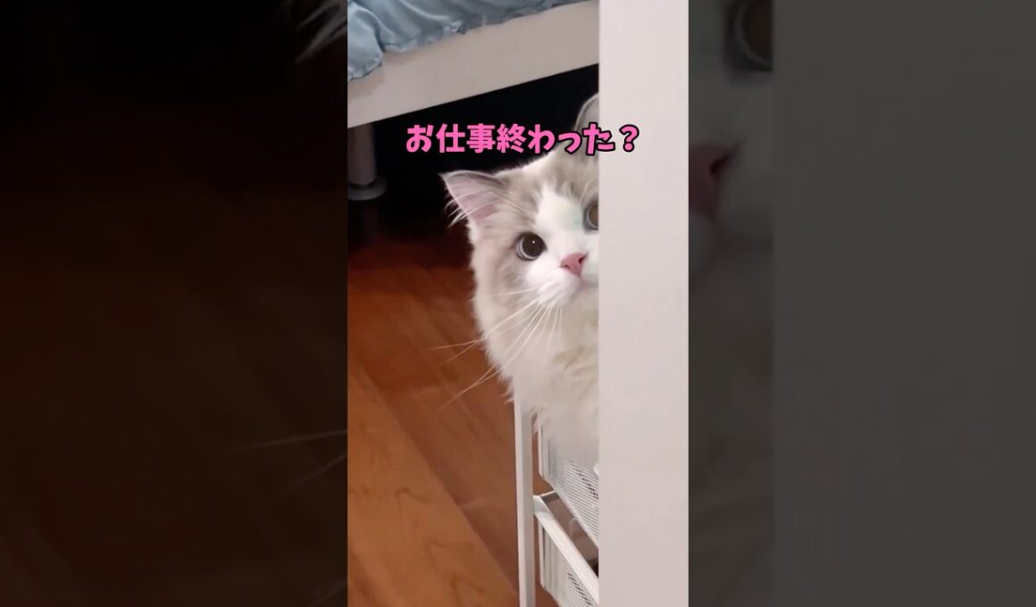 大丈夫？猫動画見る？ #猫 #cat #cats #cute