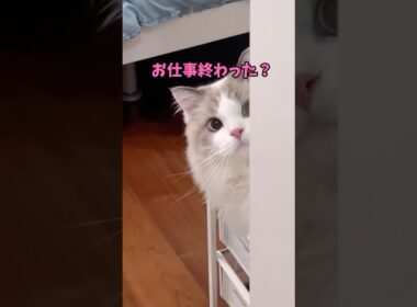 大丈夫？猫動画見る？ #猫 #cat #cats #cute