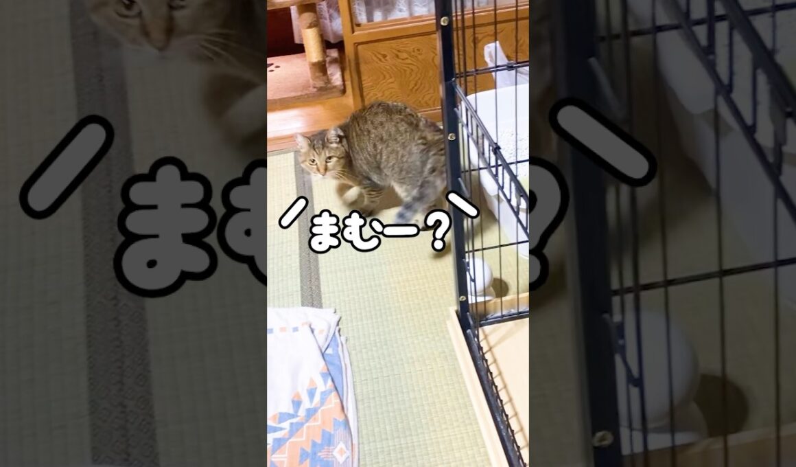 お母さんを呼んだら真横に居た事に気付いた元野良猫の鳴き声が可愛すぎる♡ #びっくり #鳴き声 #かわいい