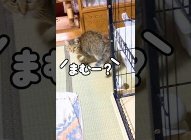 お母さんを呼んだら真横に居た事に気付いた元野良猫の鳴き声が可愛すぎる♡ #びっくり #鳴き声 #かわいい