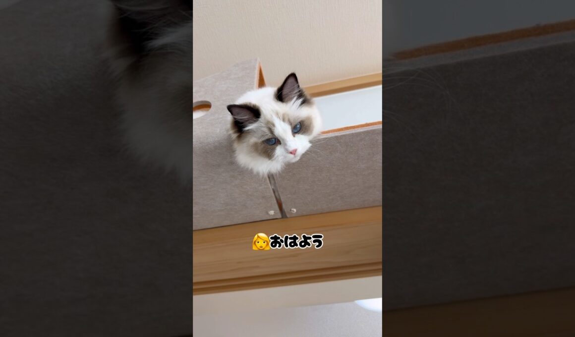 ねぼすけミヨンちゃん😴 #ラグドール #cat #猫のいる暮らし #ragdollcat #猫好きさんと繋がりたい #いっぺいdialy