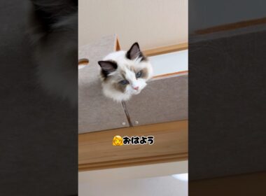 ねぼすけミヨンちゃん😴 #ラグドール #cat #猫のいる暮らし #ragdollcat #猫好きさんと繋がりたい #いっぺいdialy