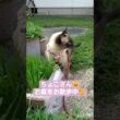 ちょこさん😺お散歩中🐈️猫草美味しいにゃん😸 #シャム猫 #たぬき猫 #猫のいる暮らし