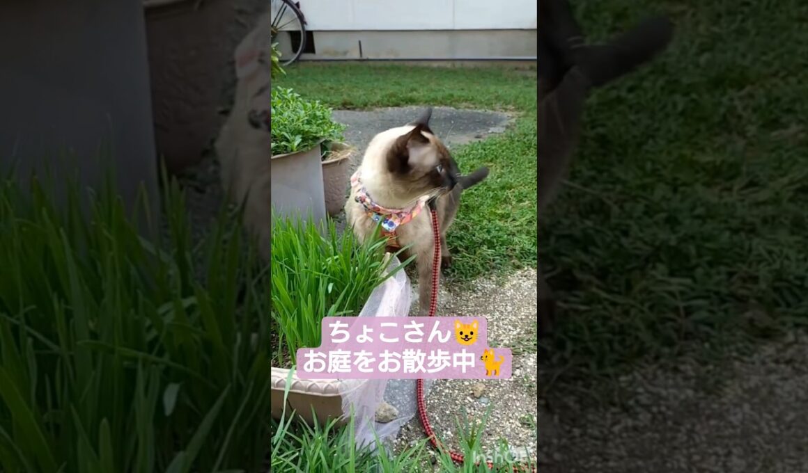ちょこさん😺お散歩中🐈️猫草美味しいにゃん😸 #シャム猫 #たぬき猫 #猫のいる暮らし