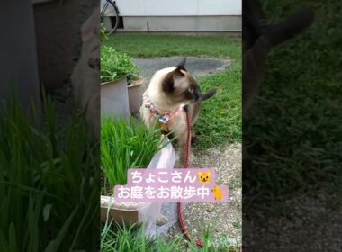 ちょこさん😺お散歩中🐈️猫草美味しいにゃん😸 #シャム猫 #たぬき猫 #猫のいる暮らし