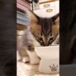 食後はカワイイ毛繕いする子猫【赤ちゃん猫　保護猫】