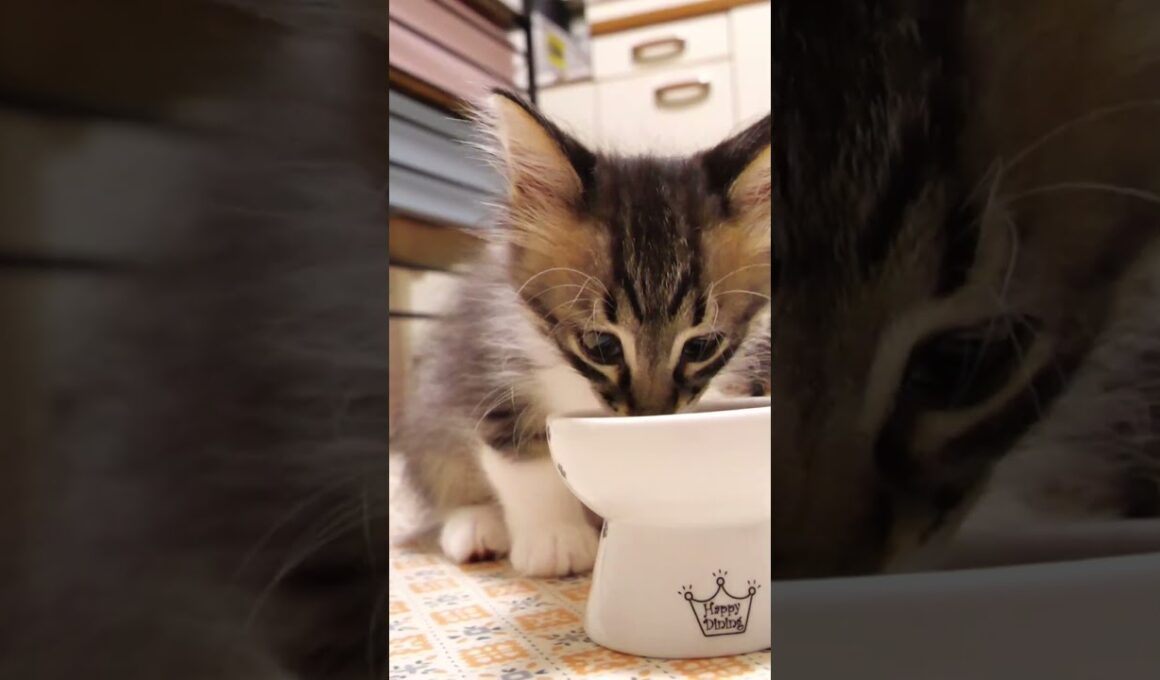 食後はカワイイ毛繕いする子猫【赤ちゃん猫　保護猫】