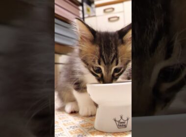 食後はカワイイ毛繕いする子猫【赤ちゃん猫　保護猫】