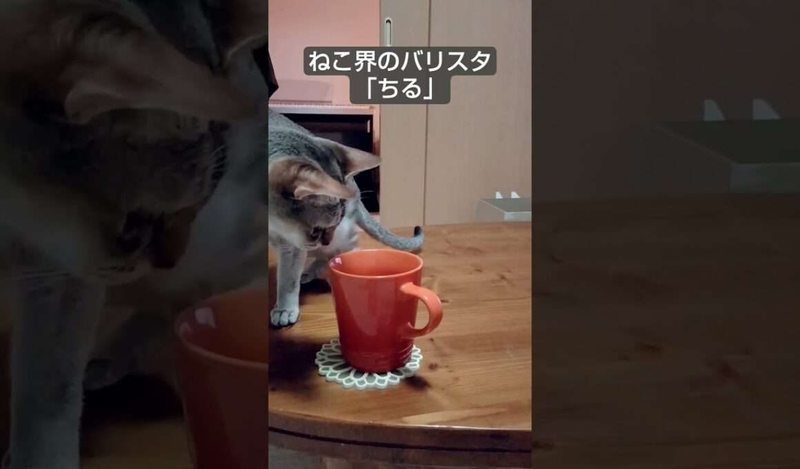 シンガプーラの猫カフェはいかが？