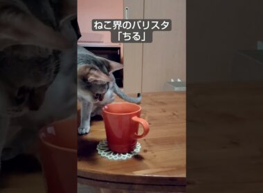 シンガプーラの猫カフェはいかが？