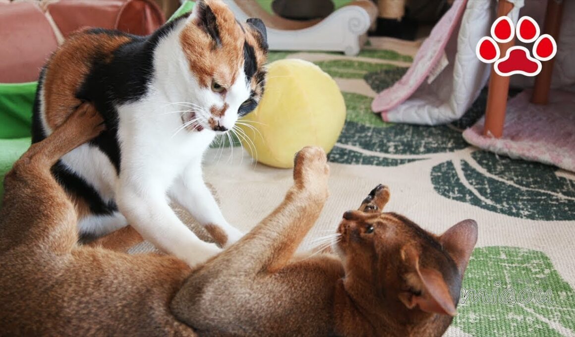三毛猫のワンツーパンチで手数で勝るアビシニアン敗走【瀬戸の三毛猫日記】Calico cat's punch makes Abyssinian cat run away even he is winni