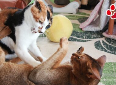 三毛猫のワンツーパンチで手数で勝るアビシニアン敗走【瀬戸の三毛猫日記】Calico cat's punch makes Abyssinian cat run away even he is winni