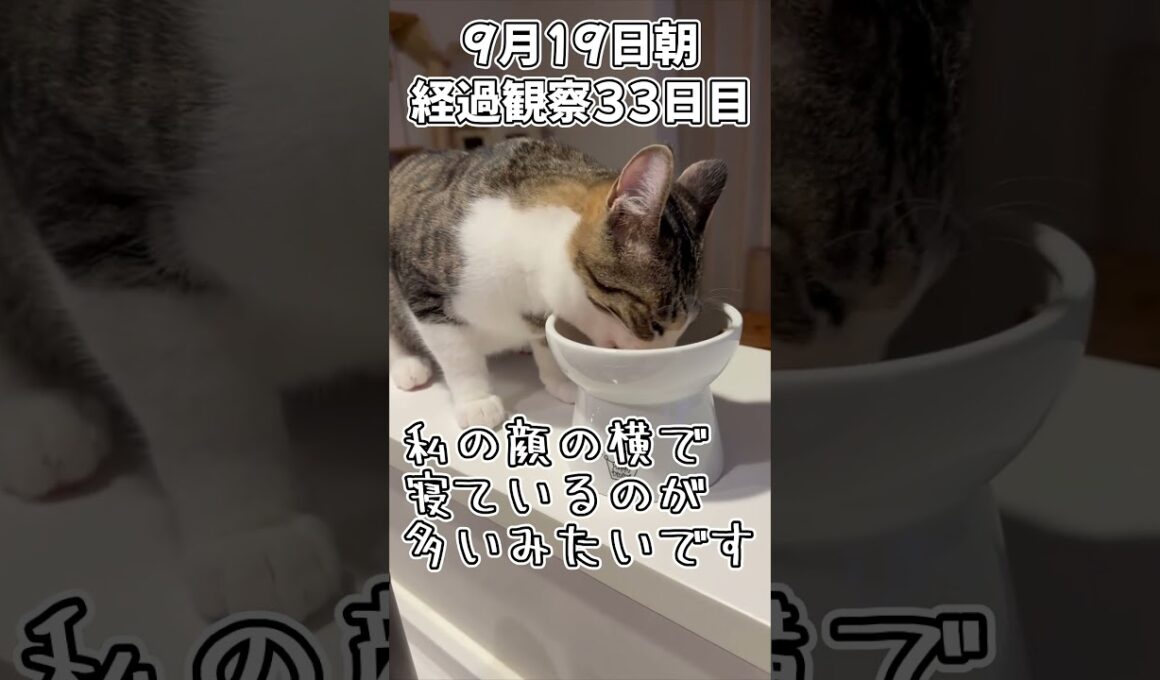 ハルのFIP闘病記 投薬治療終了! 経過観察33日目 #shorts #猫 #子猫