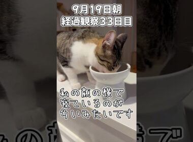 ハルのFIP闘病記 投薬治療終了! 経過観察33日目 #shorts #猫 #子猫