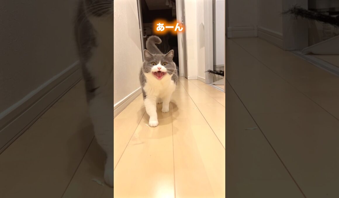 いい子🫶 Baby ~ 🌟#猫のいる暮らし #猫のいる生活 #お出迎え猫 #ブリティッシュショートヘア