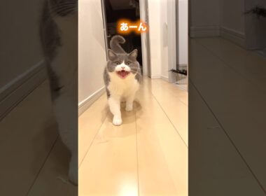 いい子🫶 Baby ~ 🌟#猫のいる暮らし #猫のいる生活 #お出迎え猫 #ブリティッシュショートヘア