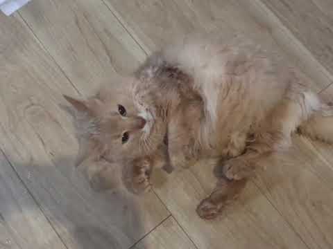 猫 ソマリ てんかん発作 痙攣 02 止まったと思ったがさらに.　経験あるご家族に見てもらえれば