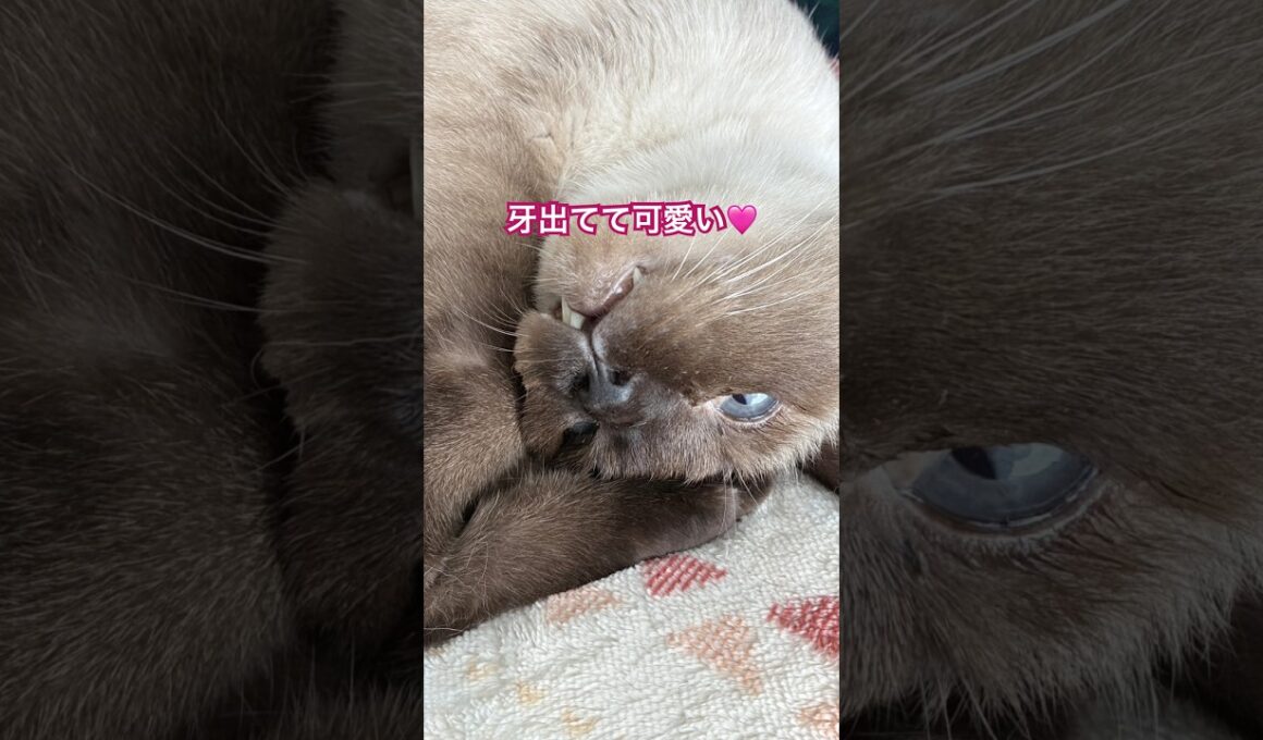 可愛い猫様 #猫のいる暮らし