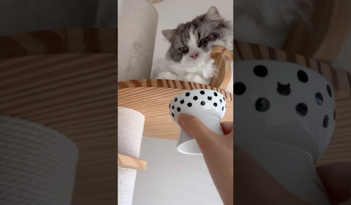 ケージに入るくらいなら、ささみを我慢します #猫 #ねこ #マンチカン #日常