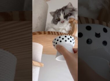 ケージに入るくらいなら、ささみを我慢します #猫 #ねこ #マンチカン #日常