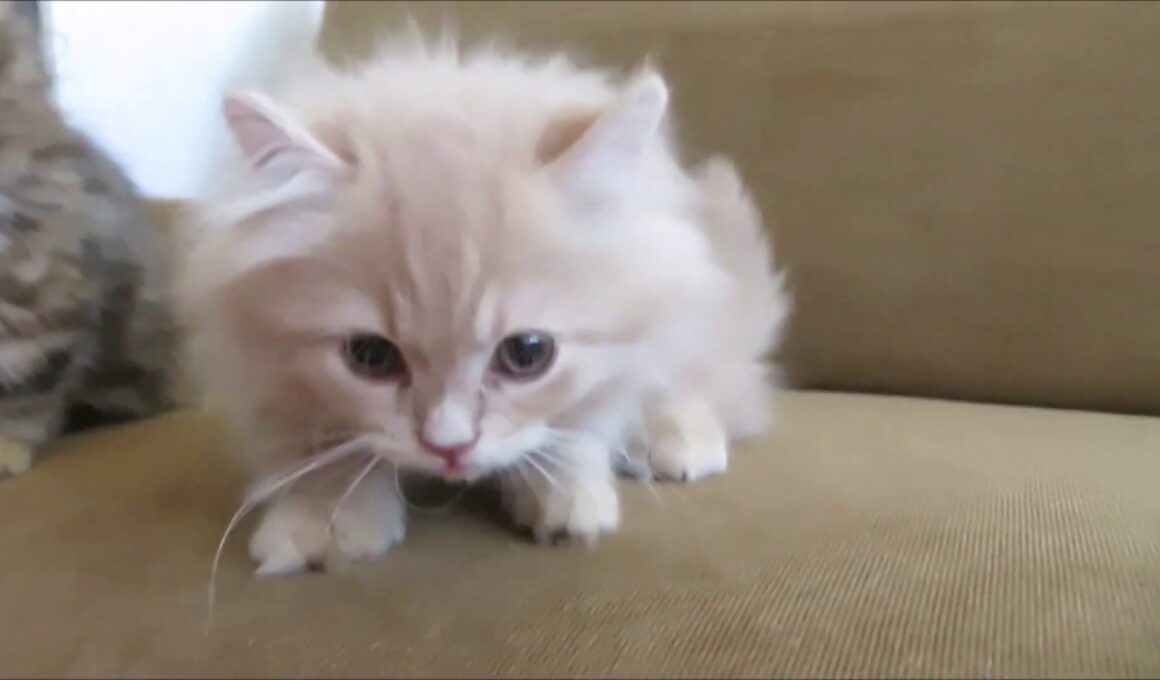 ★トロのおうち★極短足キンカローの男の子