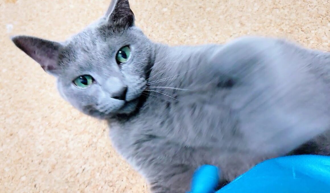 【猫動画】添い寝しに甘えるけど油断禁物なロシアンブルー【russianbule】A spoiled but angry Russian Blue