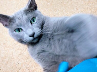 【猫動画】添い寝しに甘えるけど油断禁物なロシアンブルー【russianbule】A spoiled but angry Russian Blue