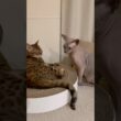 兄猫リンクの場所を取ろうと企む猫スルタン【スフィンクス】